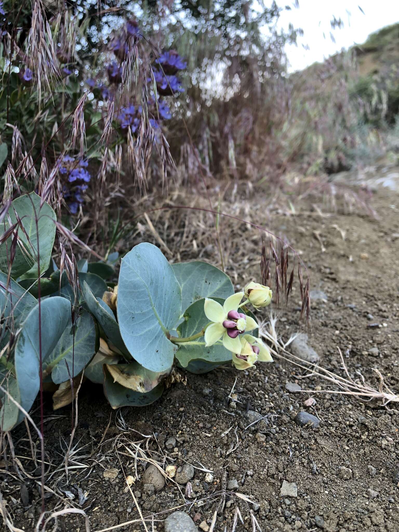 Image of Davis' milkweed