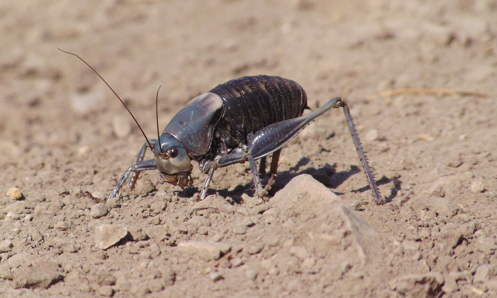 Image of mormon cricket