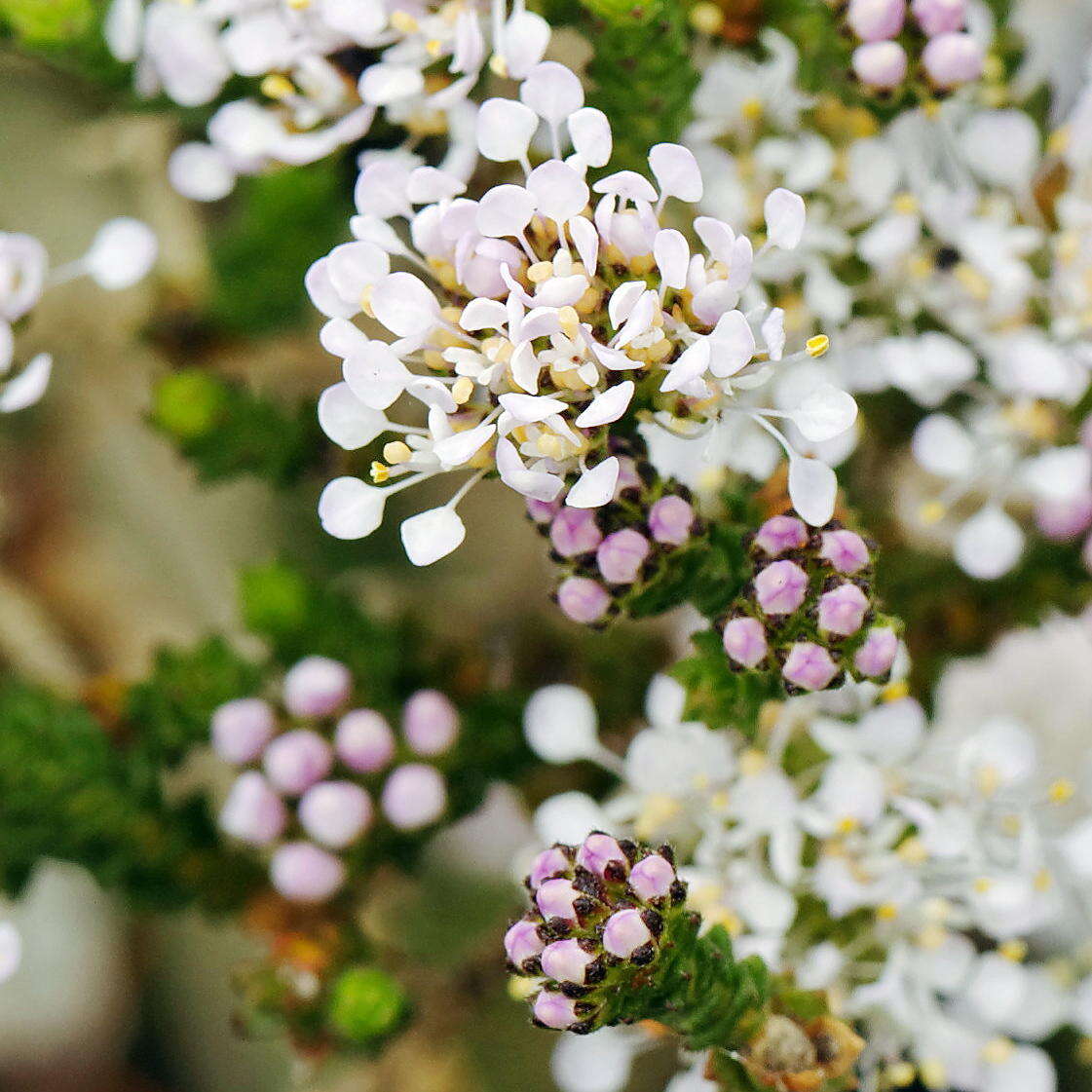 Image of Agathosma imbricata (L.) Willd.