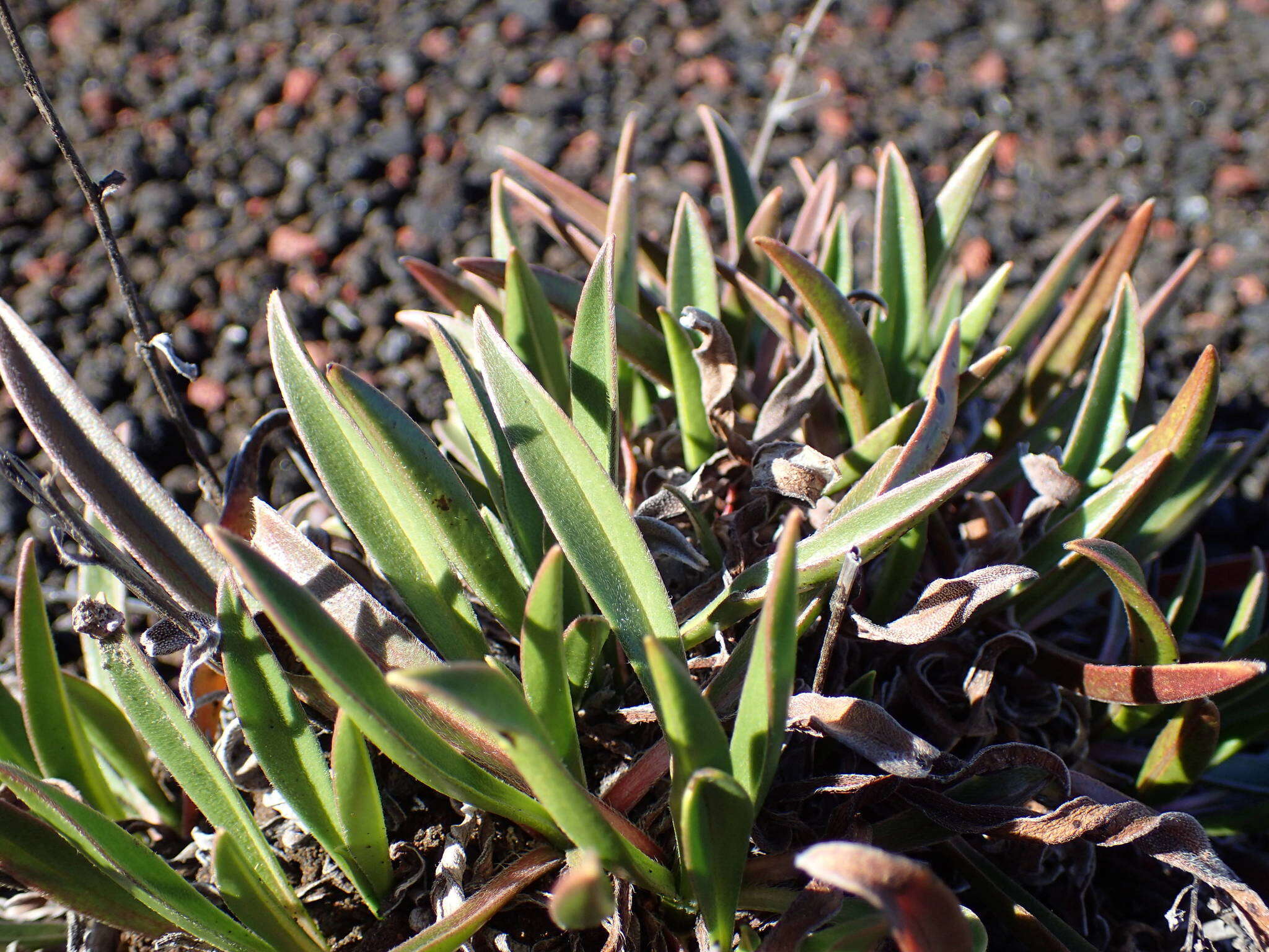 Image of Cynoglossum borbonicum (Lam.) Bory