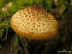 Pholiota squarrosa (Vahl) P. Kumm. 1871 resmi