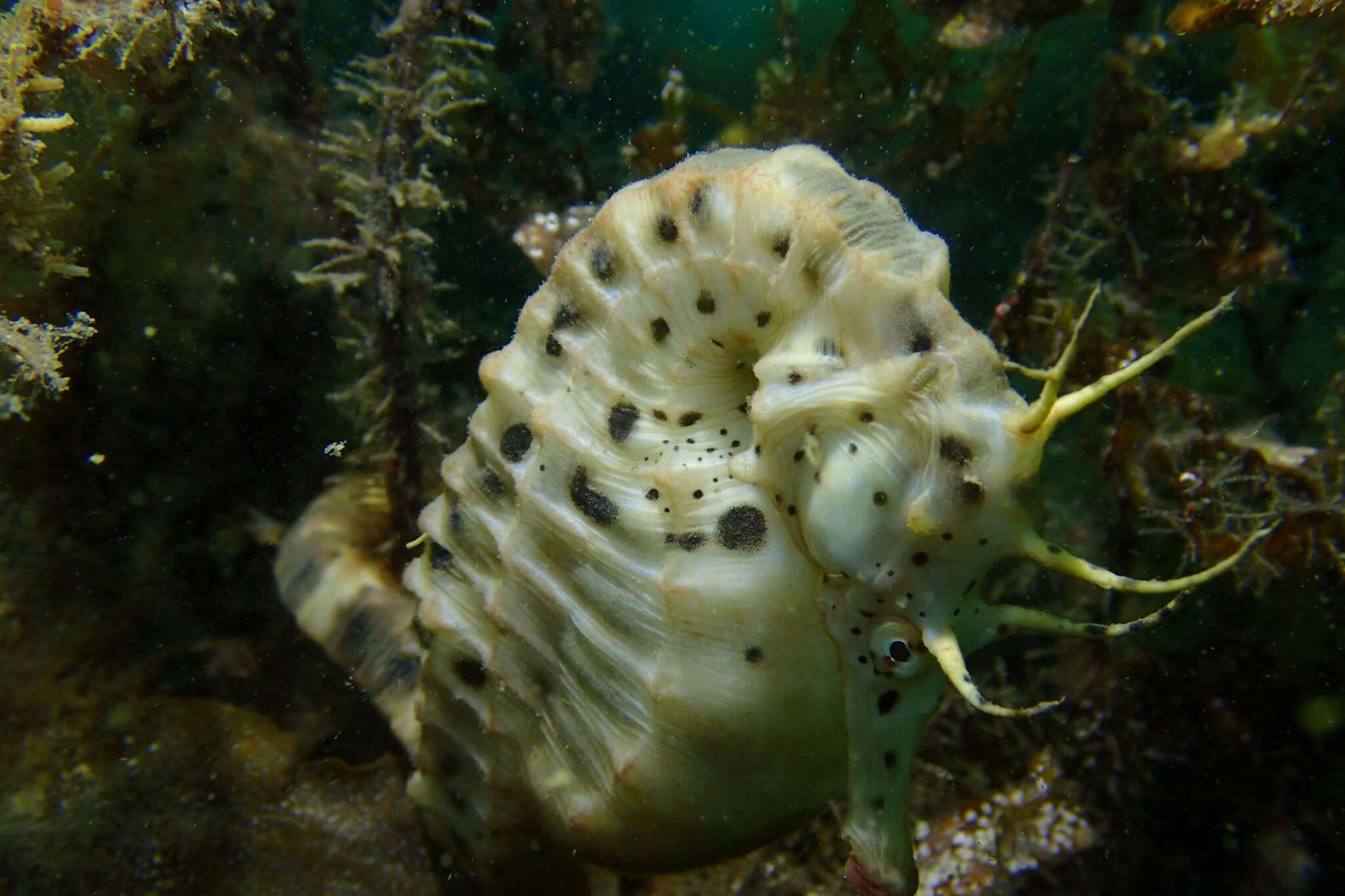 Image of Big-belly Seahorse