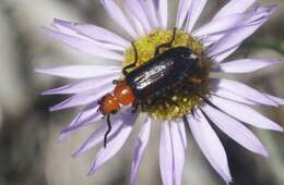 Image of Nemognatha (Pauronemognatha) nigripennis Le Conte 1853