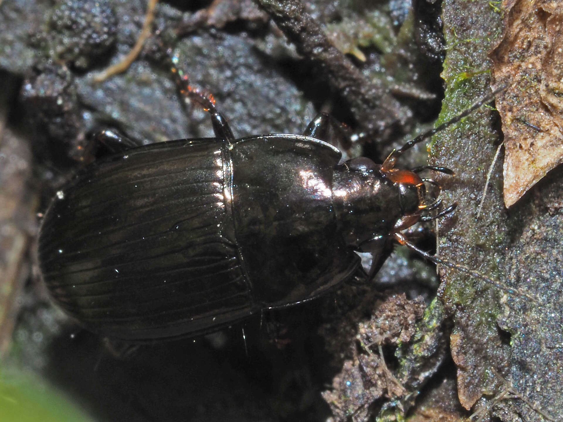 Image de Amara (Amara) lunicollis Schiödte 1837