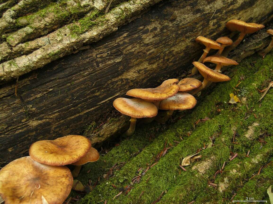 Image of Honey Fungus