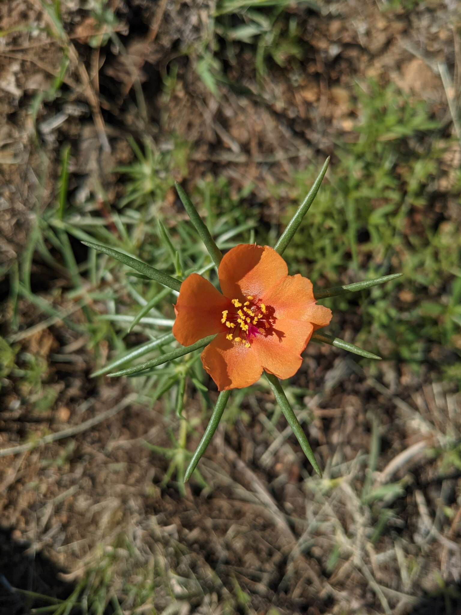 Image of shrubby purslane