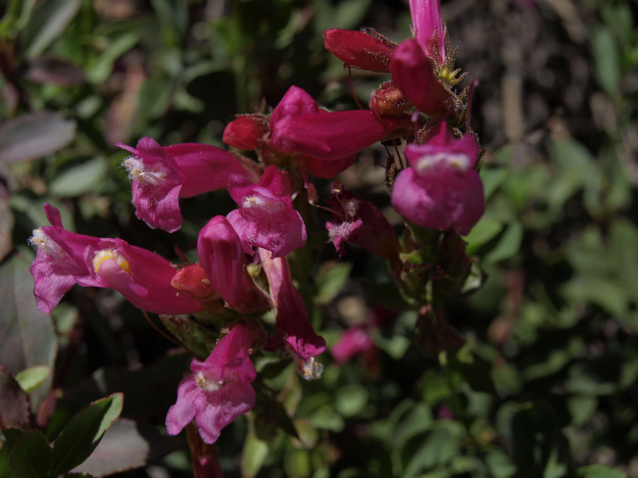 Слика од Penstemon newberryi subsp. newberryi