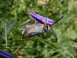 Image of Zygaena anthyllidis Boisduval 1828