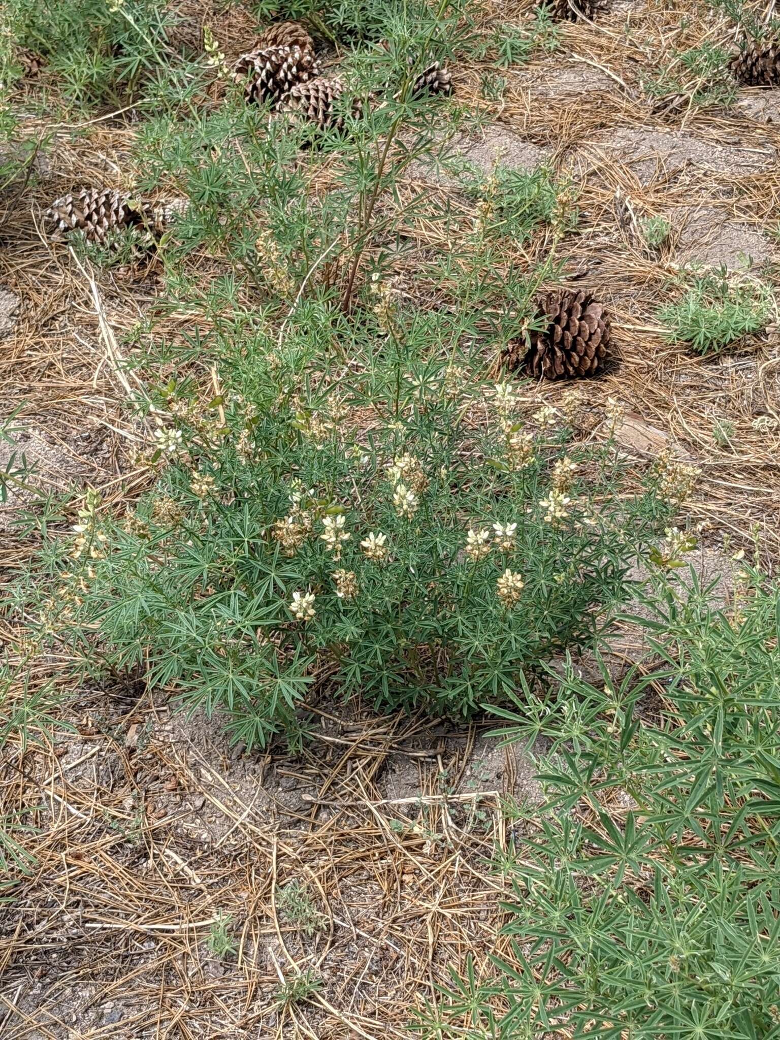 Image of Anderson's lupine