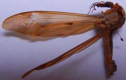 Tipula (Acutipula) fulvipennis De Geer 1776 resmi