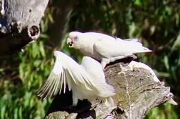 Image of Cacatua sanguinea gymnopis Sclater & PL 1871