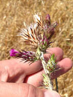 Image of Italian plumeless thistle