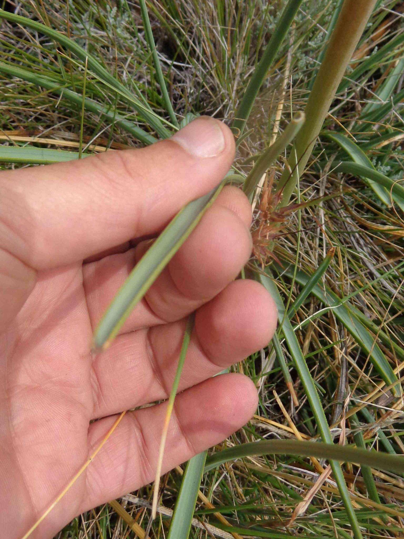 Image of Kniphofia stricta Codd