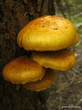 Pholiota aurivella (Batsch) P. Kumm. 1871 resmi