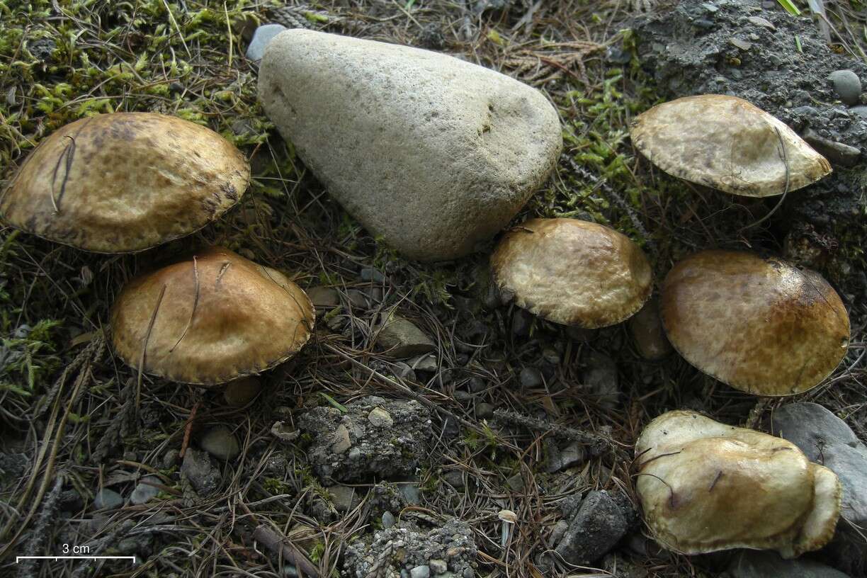 Image of Suillus viscidus (L.) Roussel 1796