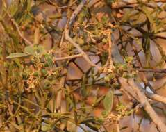 Plancia ëd Cordia macleodii Hook. fil. & Thoms.