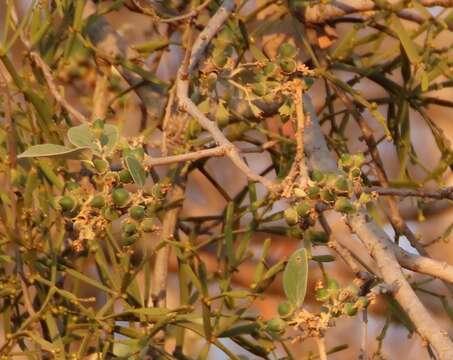 صورة Cordia macleodii Hook. fil. & Thoms.