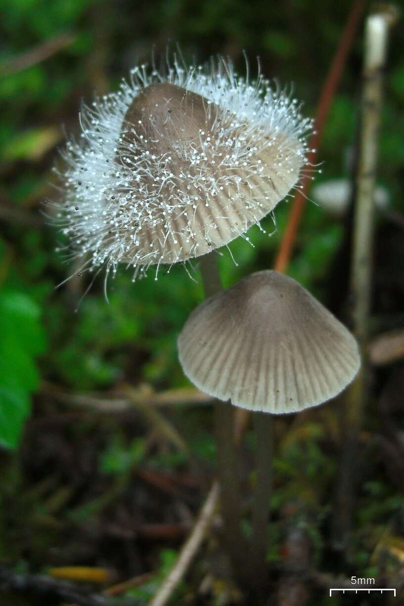 Image of Phycomycetaceae