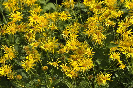 Слика од Doronicum austriacum Jacq.