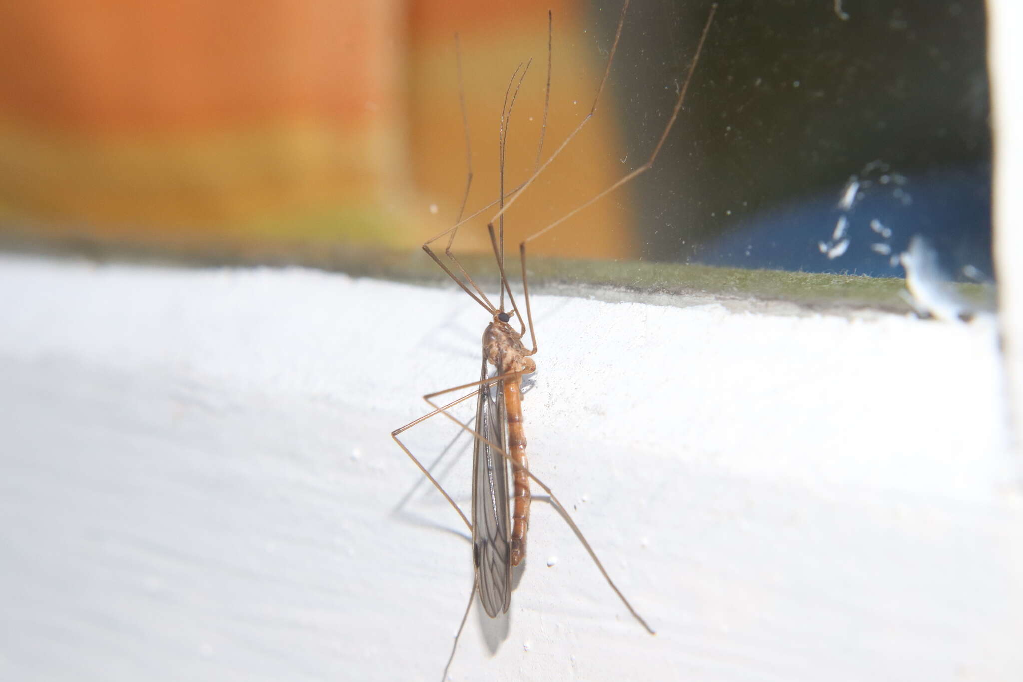 Image of Leptotarsus (Macromastix) pallidus (Hutton 1900)