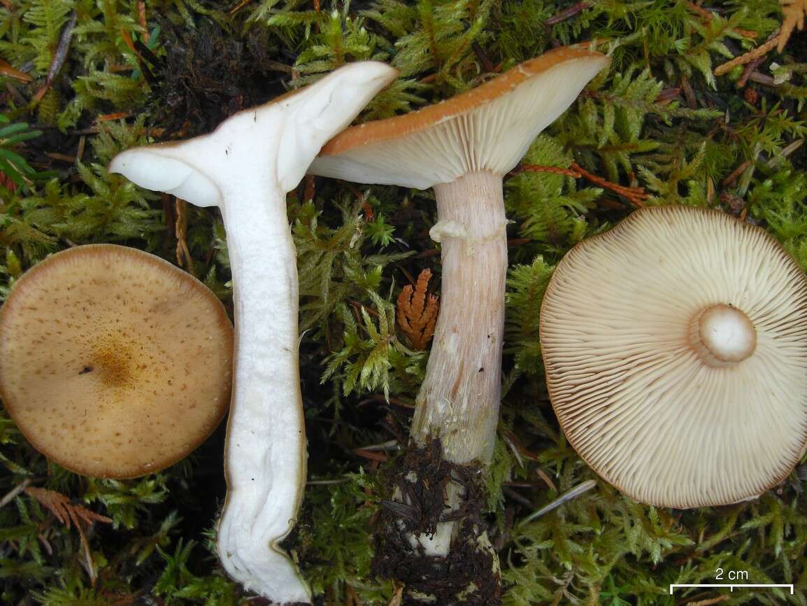 Image of Honey Fungus