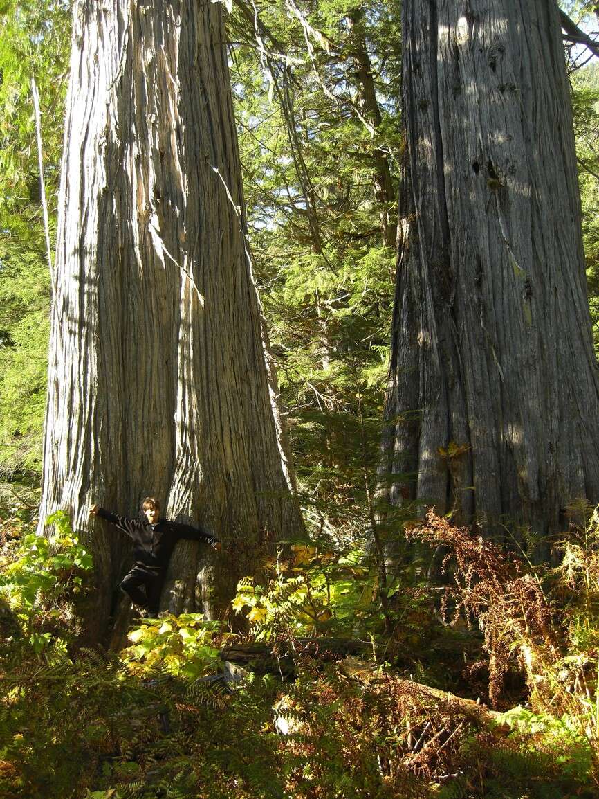 Image of Canoe Cedar