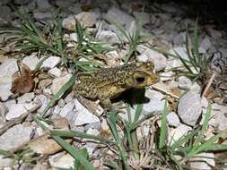 Image of Puerto Rican crested toad