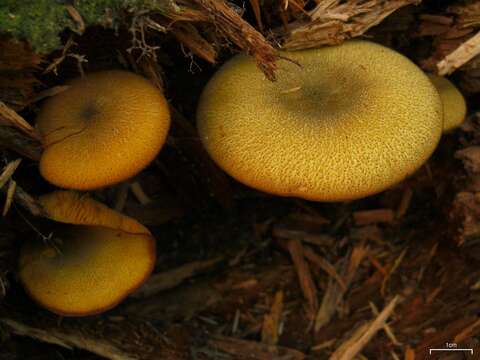 Image of Tricholomopsis decora (Fr.) Singer 1939