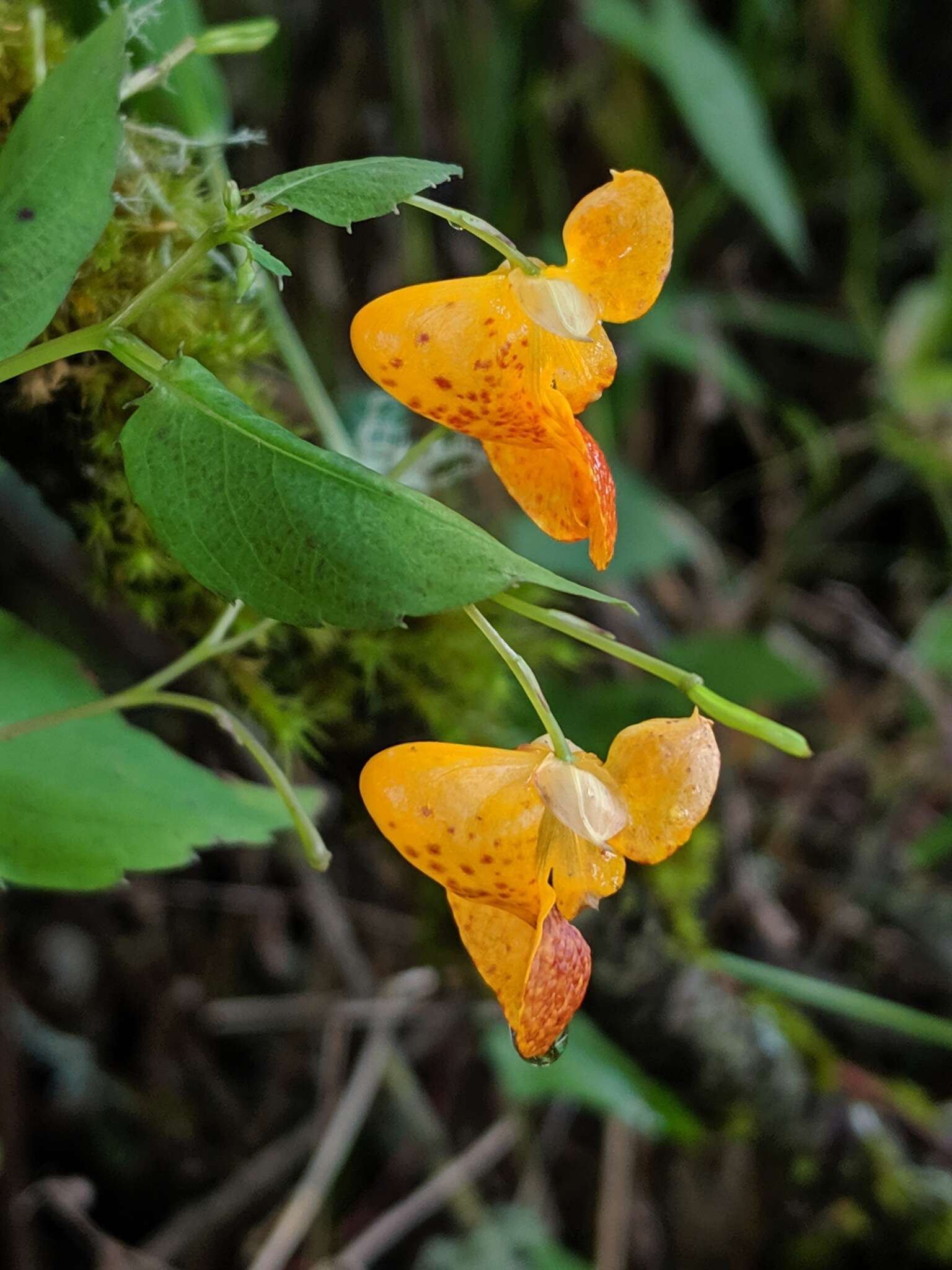 Image of Impatiens pacifica Zika