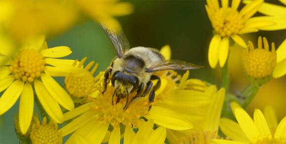 Megachile perihirta Cockerell 1898 resmi