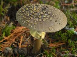 Image of Amanita franchetii (Boud.) Fayod 1889