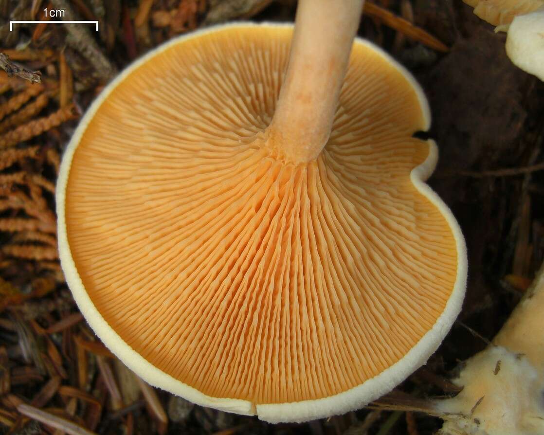 Image of Hygrophoropsis aurantiaca (Wulfen) Maire 1921