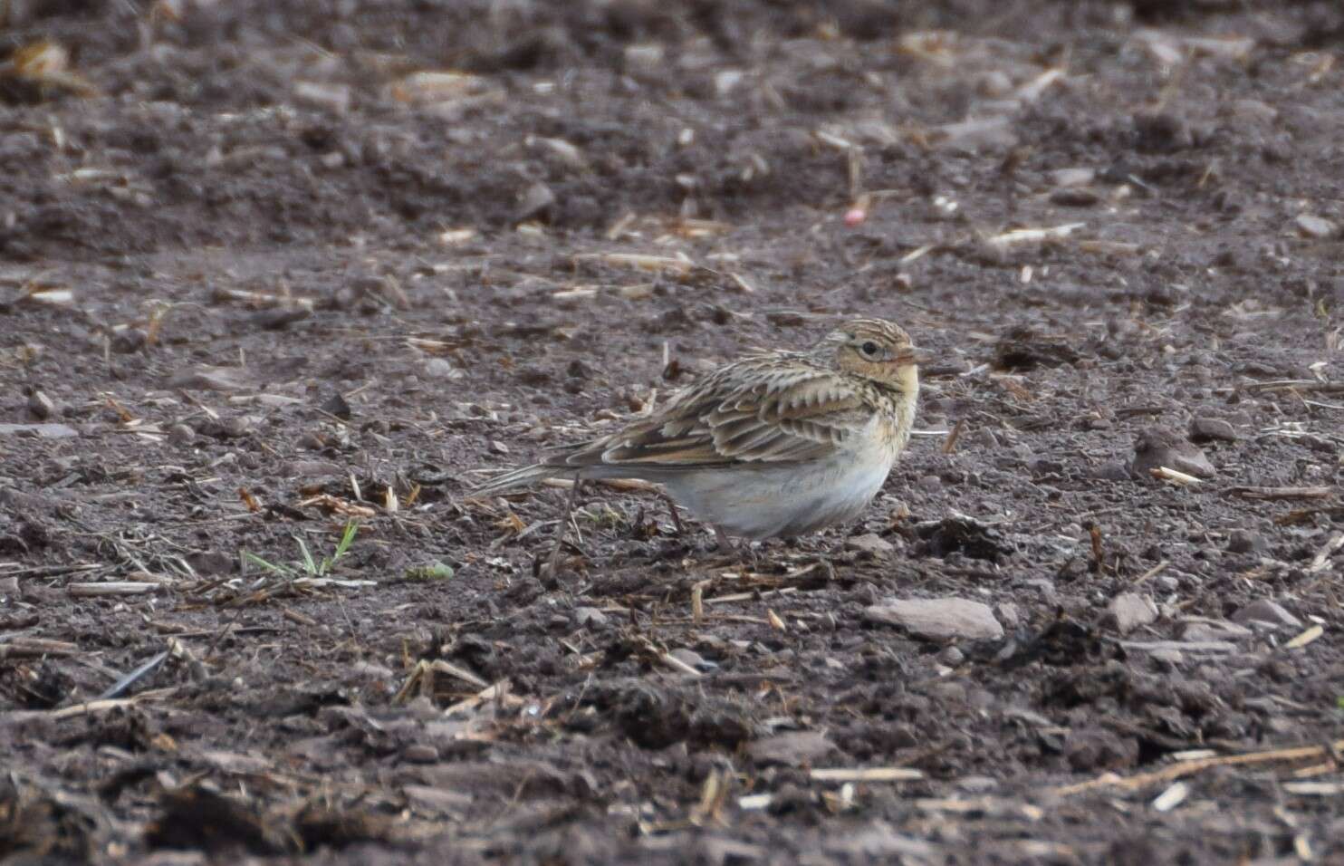 Image of Skylark