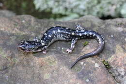 Plancia ëd Plethodon fourchensis Duncan & Highton 1979