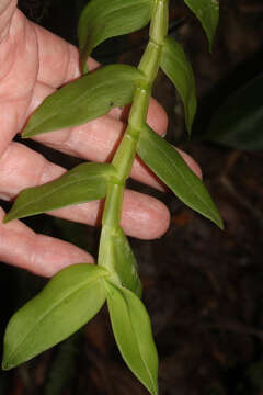 Image de Epidendrum scutella Lindl.