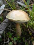 Image of Leccinum holopus (Rostk.) Watling 1960