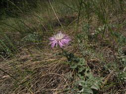 Image de Psephellus declinatus C. Koch