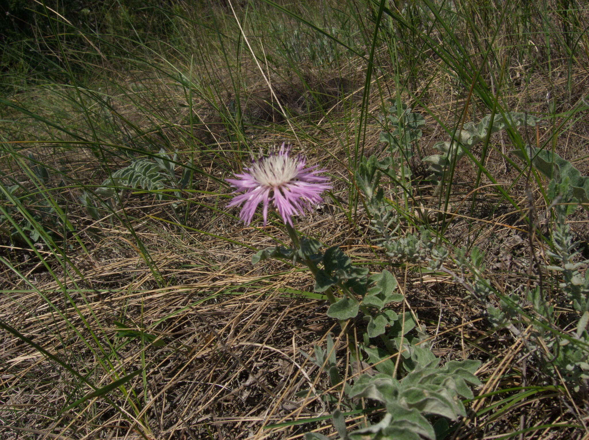 Image de Psephellus declinatus C. Koch