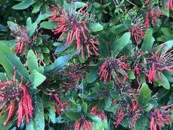 Image of Chilean firebush