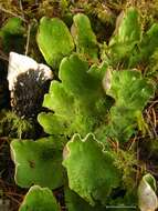 Image of felt lichen