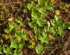 Image of felt lichen