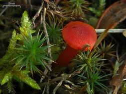 Image of Hygrocybe miniata (Fr.) P. Kumm. 1871