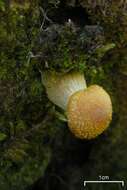 Image of Honey Fungus