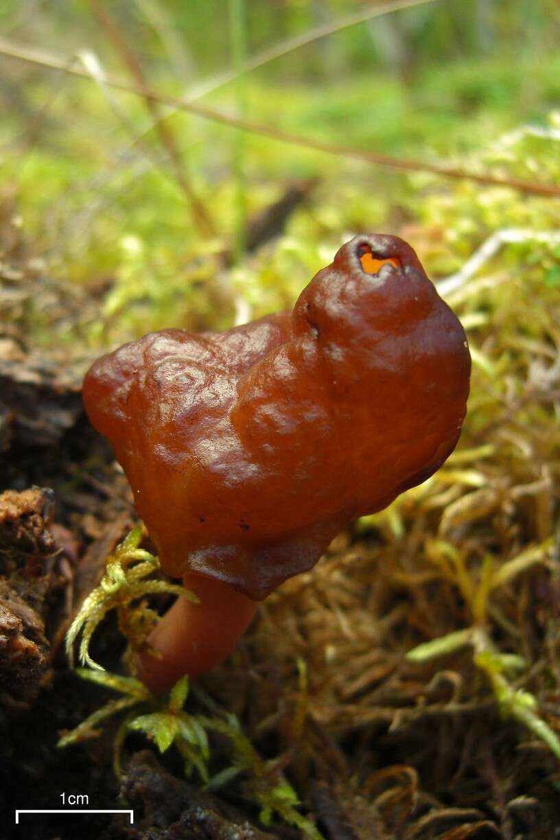 Image of Gyromitra infula (Schaeff.) Quél. 1886