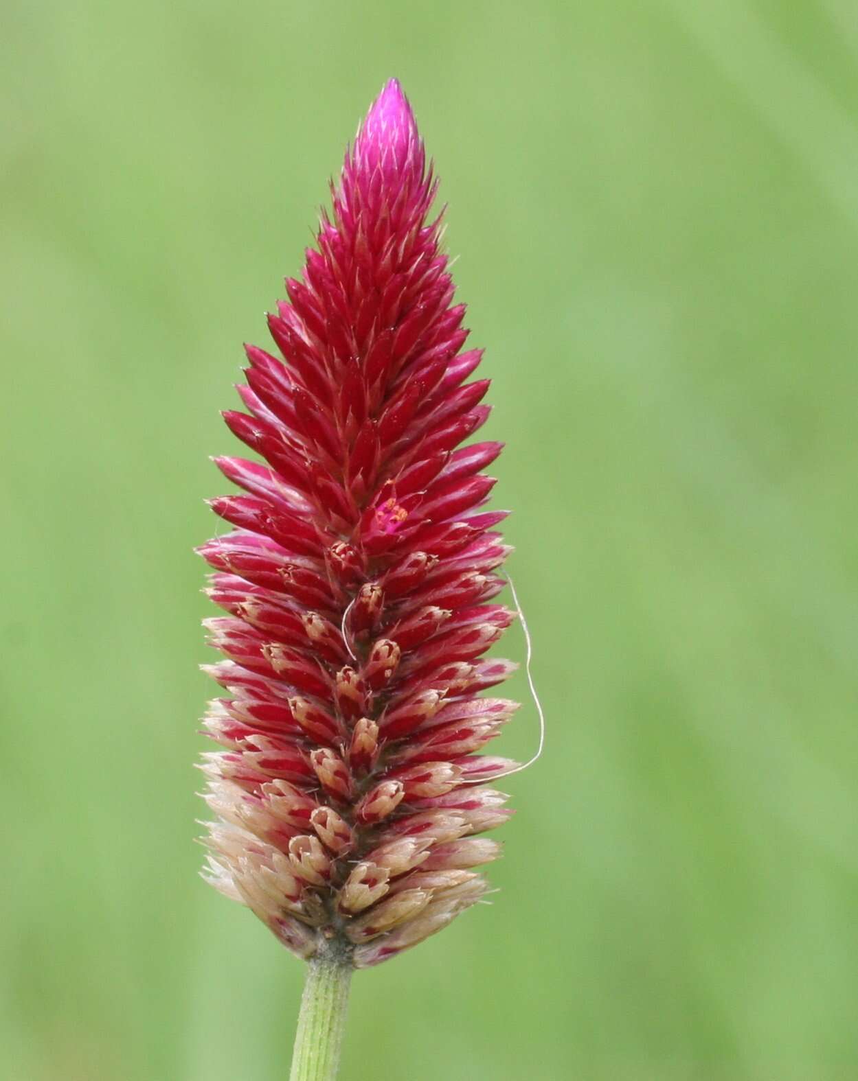 Image of Ptilotus spicatus F. Müll. ex Benth.