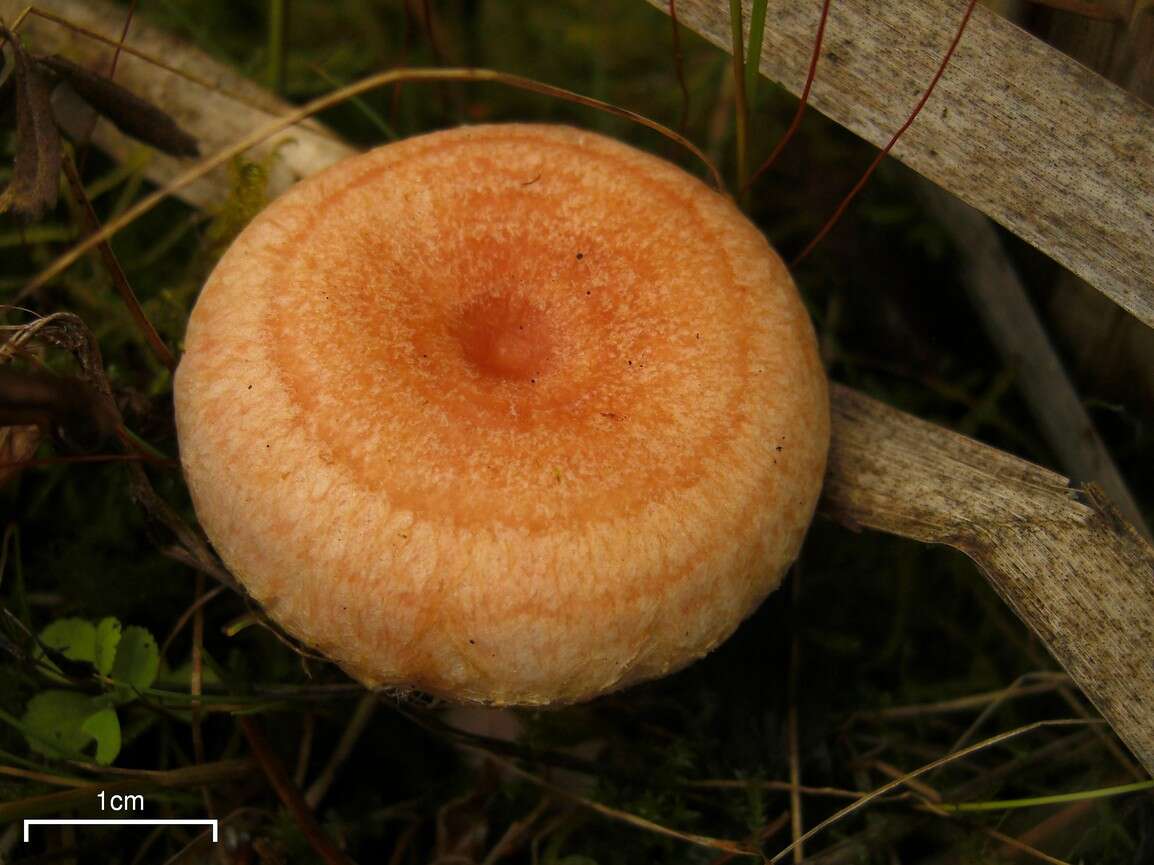 Image of Woolly Milkcap