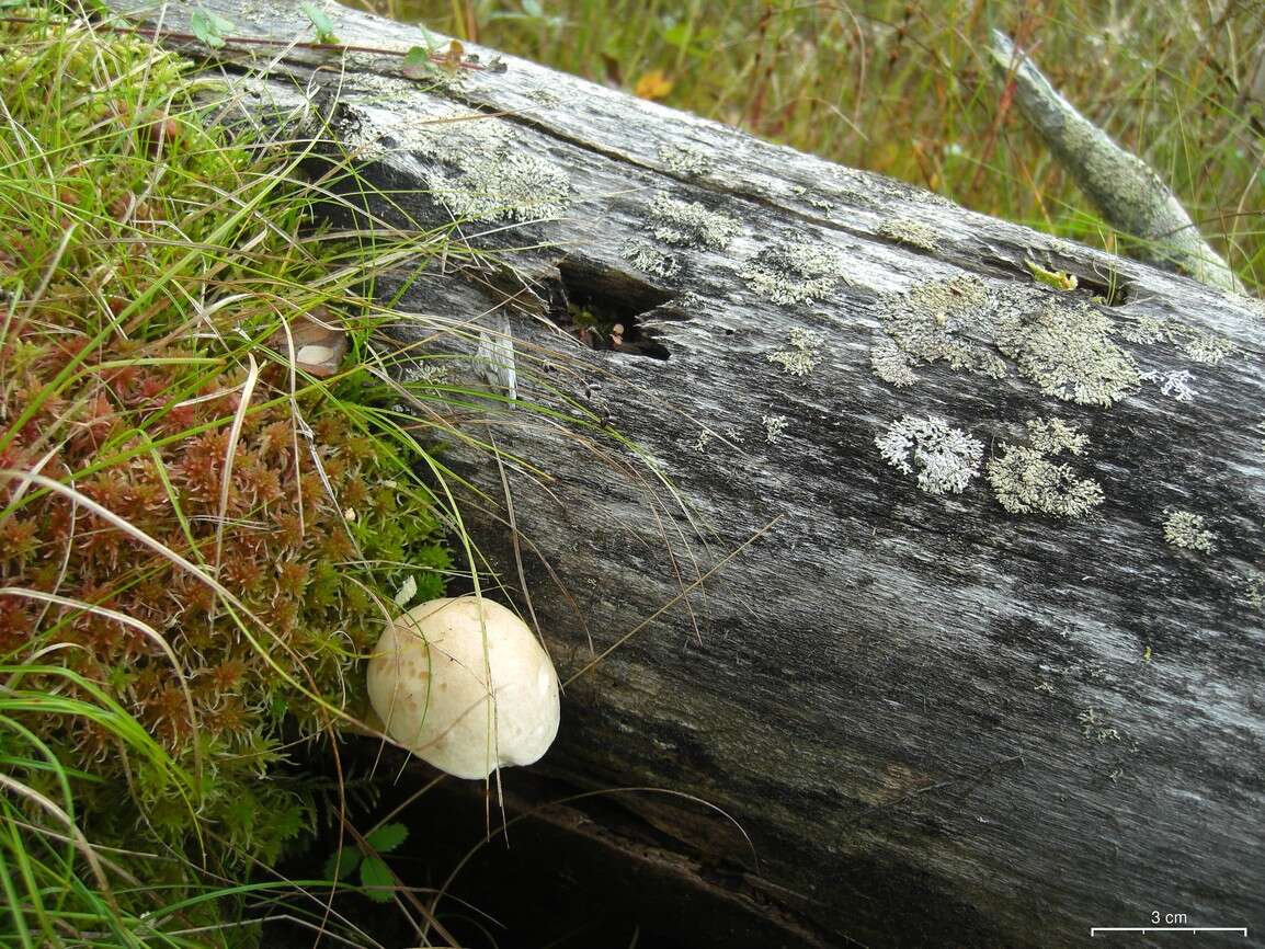 Image of Leccinum holopus (Rostk.) Watling 1960