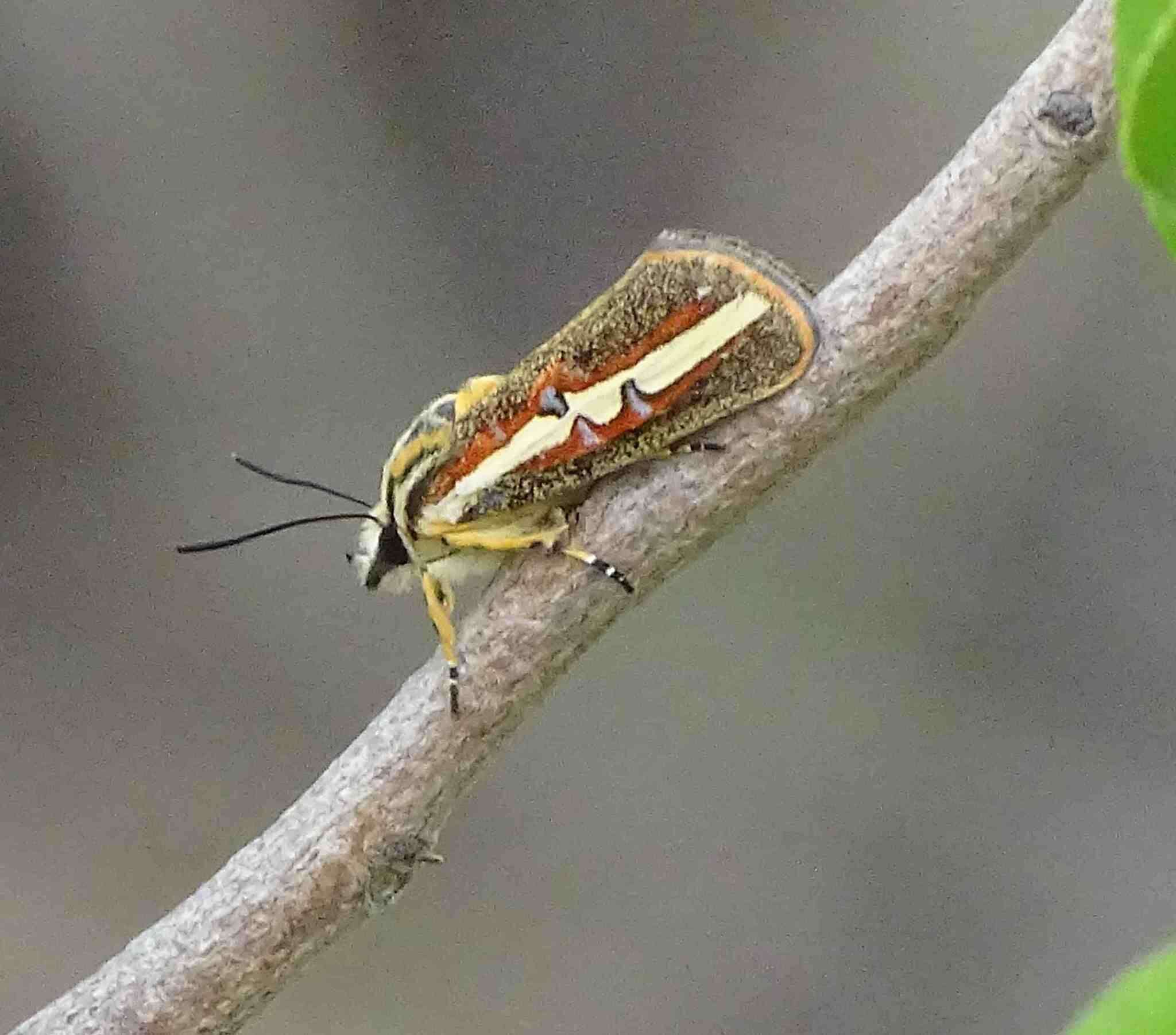 Image of Aegocera rectilinea Boisduval 1836