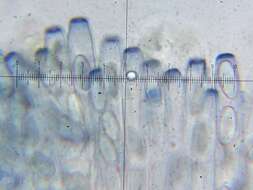 Image of Ascobolaceae