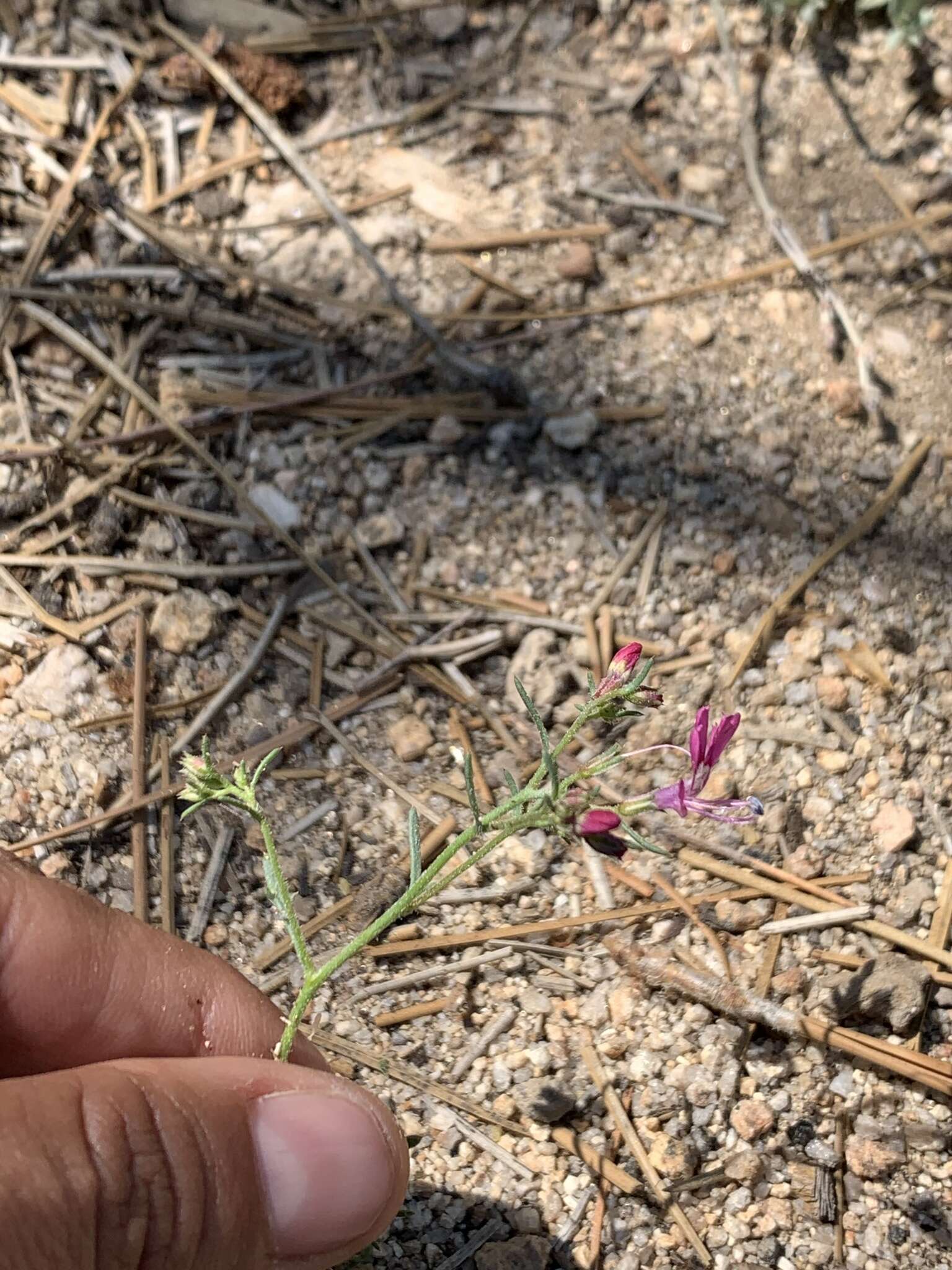 Image of Baja California ipomopsis